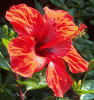 Hibiscus