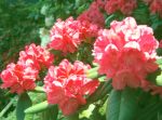 Rhododendronblüte in Norddeutschland